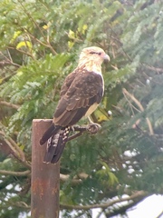 Daptrius chimachima