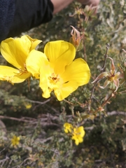 Oxalis virgata