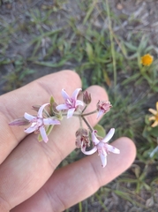 Oxypetalum solanoides