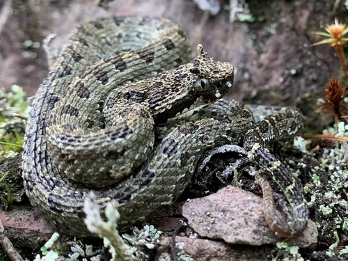 Photo of a Emerald Horned Pitviper (Ophryacus smaragdinus)