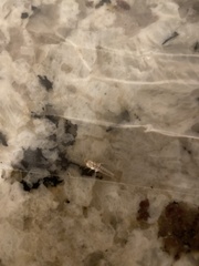 Ctenolepisma longicaudatum