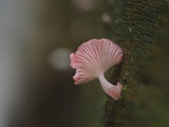 Mycena roseilignicola