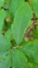 Castanea pumila