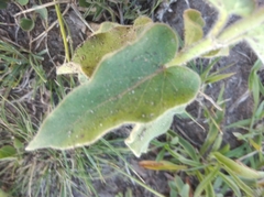 Oxypetalum solanoides