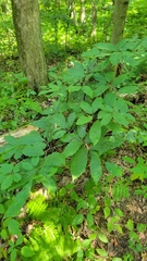 Castanea pumila