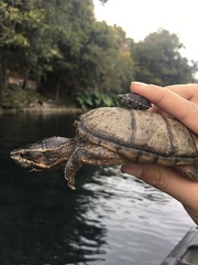 Sternotherus odoratus