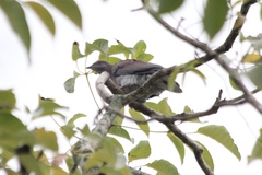 Patagioenas cayennensis