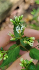 Eurybia divaricata