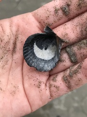 Argopecten ventricosus