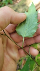 Eurybia divaricata