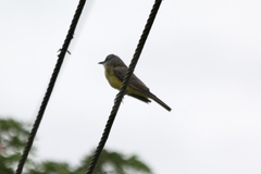 Tyrannus melancholicus