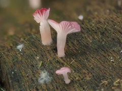 Mycena roseilignicola