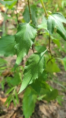 Eurybia divaricata