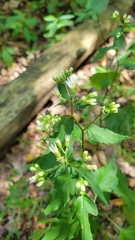 Eurybia divaricata