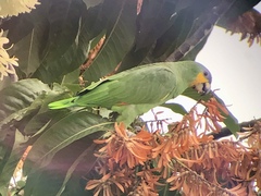 Amazona amazonica