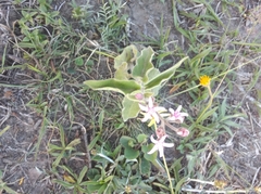 Oxypetalum solanoides