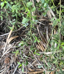 Baccharis glomeruliflora