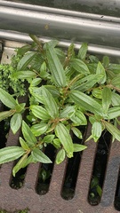 Boehmeria densiflora