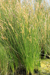 Elegia microcarpa