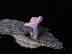 Mycena roseilignicola
