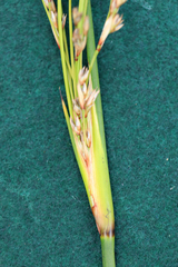 Elegia microcarpa