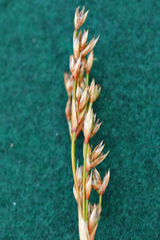 Elegia microcarpa