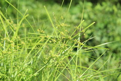 Cyperus entrerianus