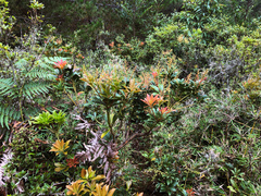 Pieris japonica taiwanensis