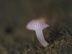 Mycena roseilignicola