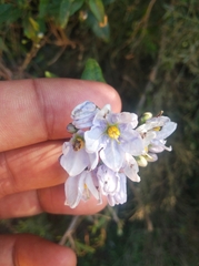 Solanum laxum