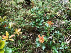 Pieris japonica taiwanensis