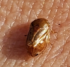 Clastoptera testacea
