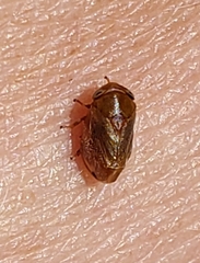 Clastoptera testacea