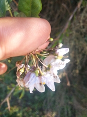 Solanum laxum
