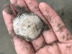 Dallocardia quadragenaria