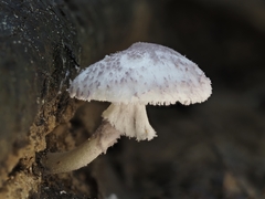 Coniolepiota spongodes