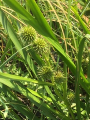 Sparganium emersum