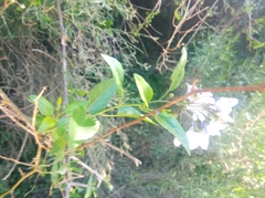 Solanum laxum