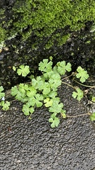 Hydrocotyle batrachium