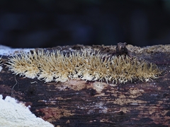 Protohydnum sclerodontium