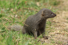 Herpestes pulverulentus