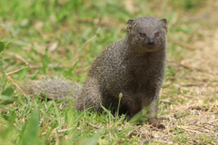 Herpestes pulverulentus