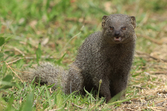 Herpestes pulverulentus