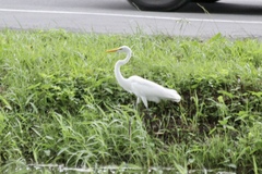 Ardea alba