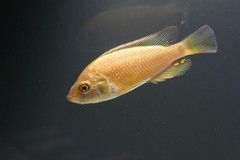 Haplochromis