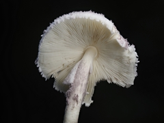 Coniolepiota spongodes