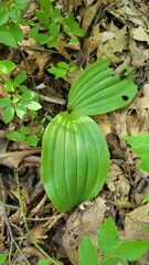 Cypripedium