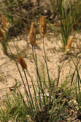 Geochloa
