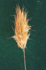 Geochloa