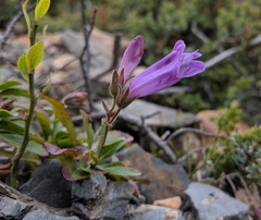 Penstemon ellipticus